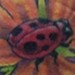 tattoo galleries/ - Flower and Ladybug